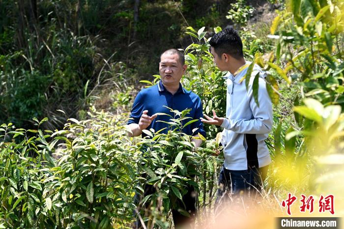 張高漢向參訪者介紹金花茶種植情況?！埥鸫?攝